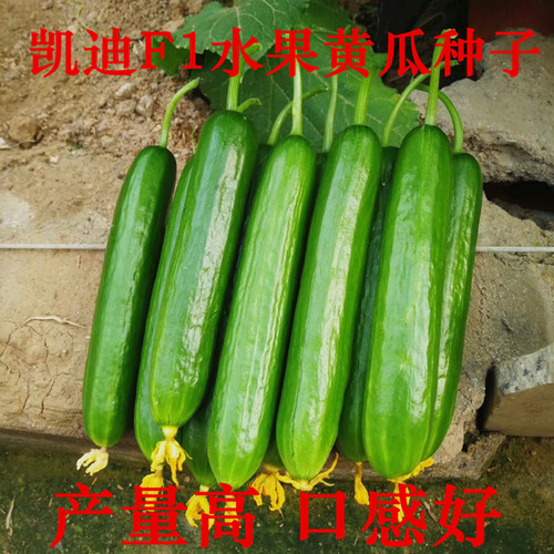 水果黄瓜种子无刺脆甜小黄瓜籽孑秧苗阳台盆栽春秋四季蔬菜包邮 - 图0