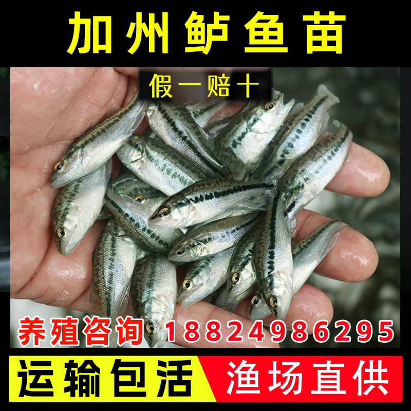 淡水鲈鱼苗加州鲈鲜活泸鱼苗食用鱼塘养殖凶猛鱼观赏鱼加洲卢鱼苗-图0