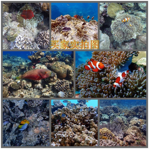 GoPro131211109876543潜水红色翻盖转接环滤镜原装防水壳配件 - 图2