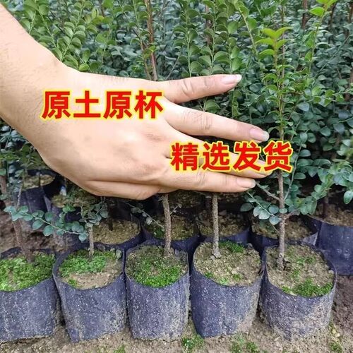 正宗小叶紫檀树苗木名贵细叶紫檀树苗珍稀盆景室内庭院四季常青 - 图1