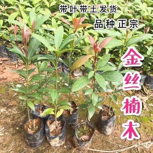 正宗四川金丝楠木树苗稀有名贵小叶桢楠树南北方庭院地栽盆栽常绿 - 图3