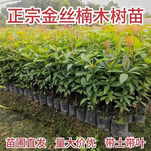正宗四川金丝楠木树苗稀有名贵小叶桢楠树南北方庭院地栽盆栽常绿 - 图0