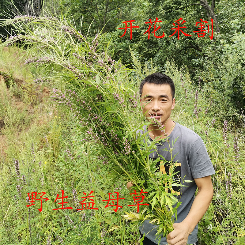 东北山区野生益母草益母草益母蒿益母草自然晒干500克益母草-图3