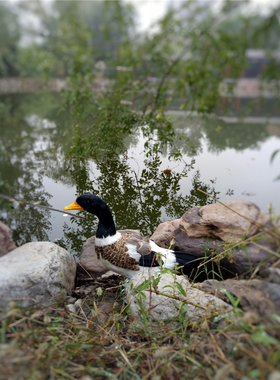 摆件橱窗布景仿真模型装饰品