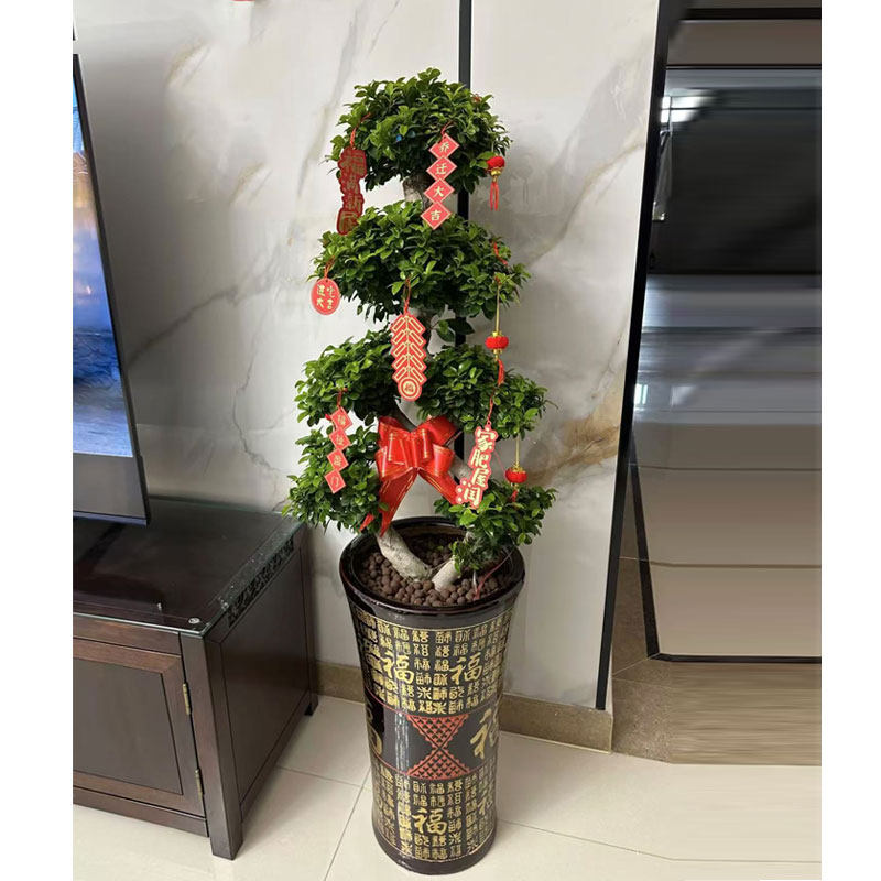 金钱榕树盆栽客厅办公室招财绿植摇钱树乔迁送礼植物四季常青好养,淘宝优惠券,粉丝福利购,淘宝优惠卷