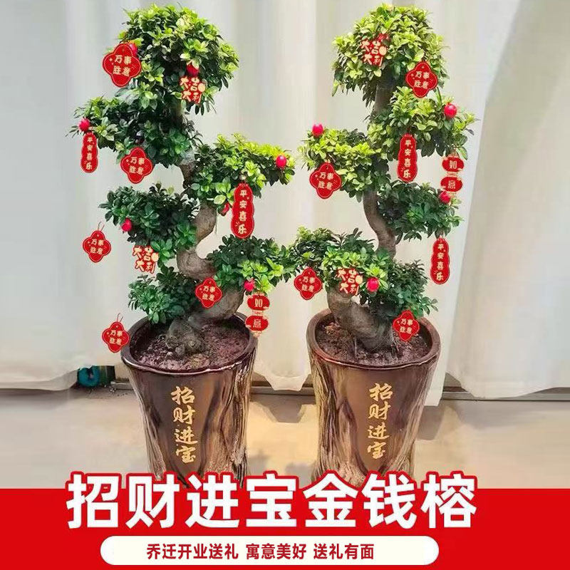金钱榕树盆栽客厅办公室招财绿植摇钱树乔迁送礼植物四季常青好养,淘宝优惠券,粉丝福利购,淘宝优惠卷
