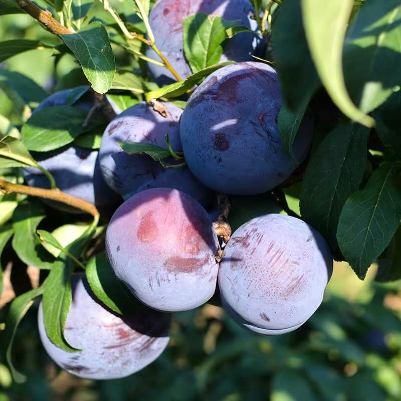 greenhow食品旗舰店智利黑布林李子水果新鲜进口脆李子恐龙蛋黑布朗孕妇水果3斤包邮1