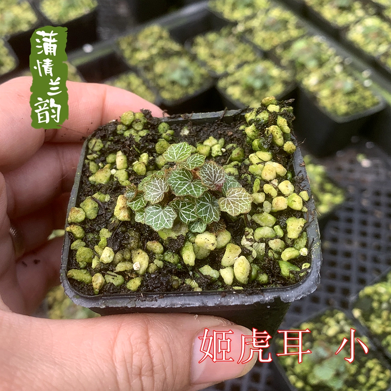 日本山野草姬雪之下 姬虎耳草 菖蒲草微型绿植小盆景多肉花卉室内 - 图3