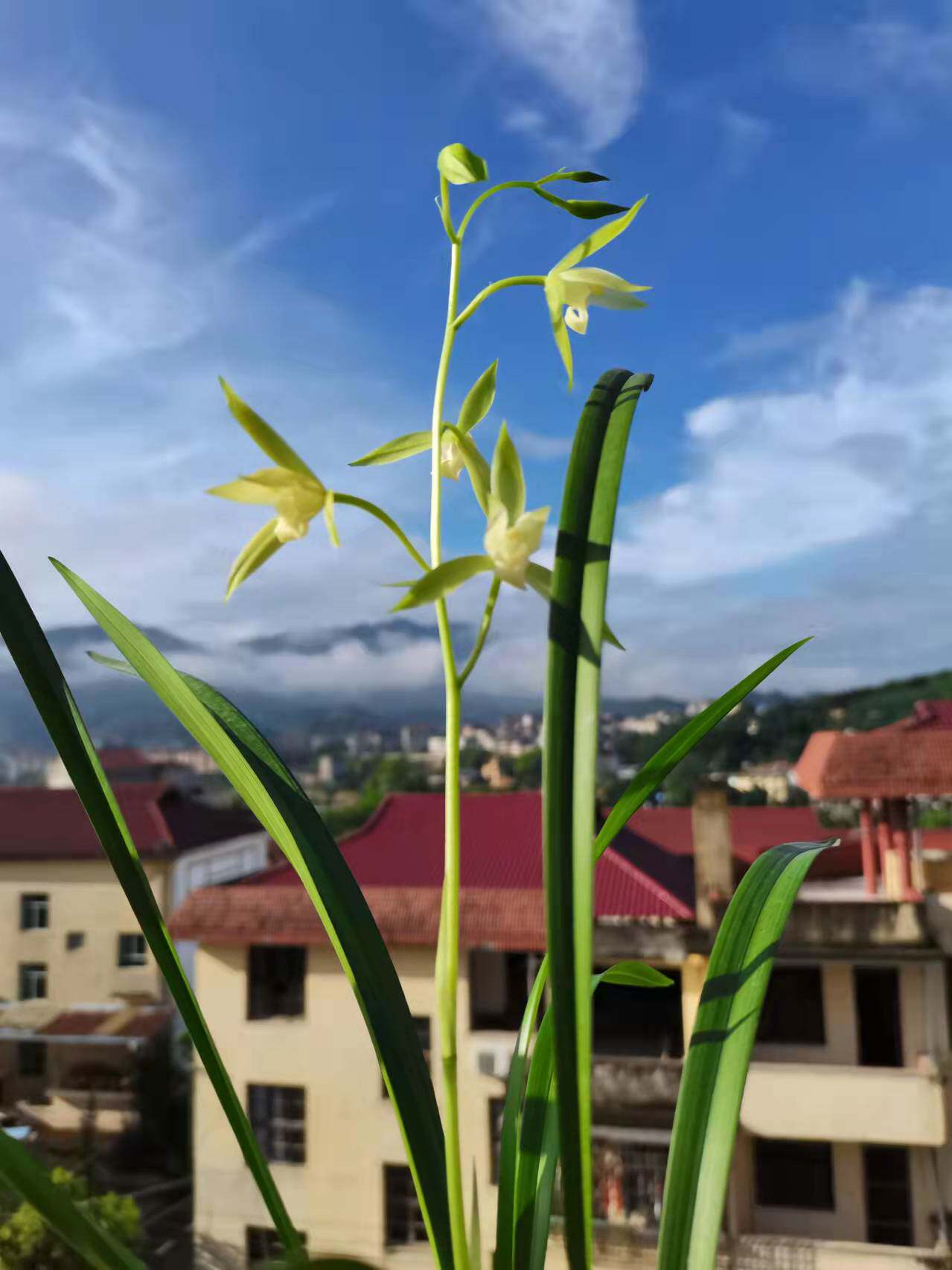 兰花苗带花苞名贵花卉建兰四季兰鱼魫大贡浓香自然养老种庭院盆栽