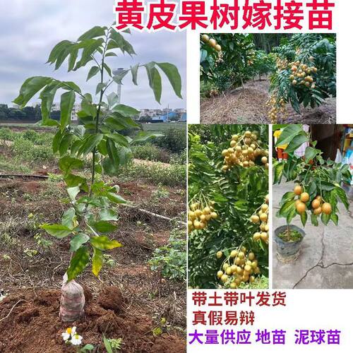 黄皮果苗大鸡心无核嫁接树苗阳台盆栽南北方种植庭院地栽当年结果 - 图0