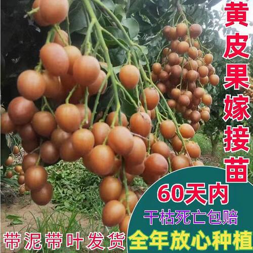 黄皮果苗大鸡心无核嫁接树苗阳台盆栽南北方种植庭院地栽当年结果 - 图1