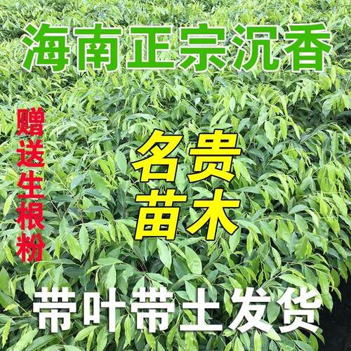 正宗奇楠沉香树苗名贵庭院绿化原土实生直生自然结香树苗沉香小苗 - 图0