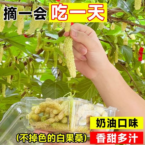 长果桑葚树苗台湾桑椹桑甚带果桑树活苗嫁接盆栽室内果树果苗阳台 - 图3