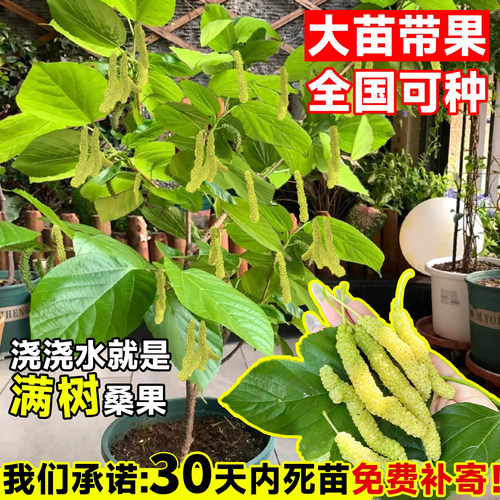 长果桑葚树苗台湾桑椹桑甚带果桑树活苗嫁接盆栽室内果树果苗阳台 - 图1