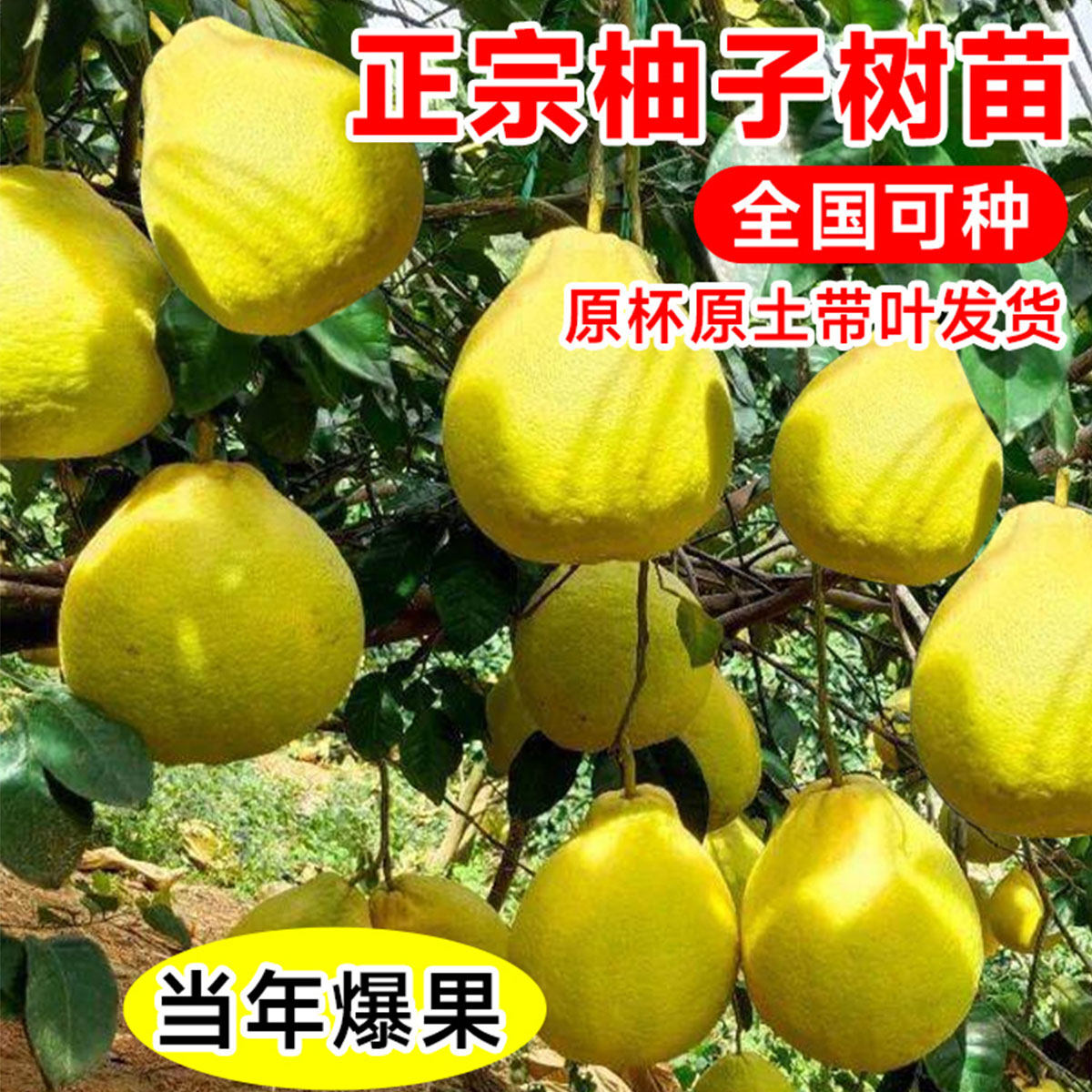 广西沙田柚子树苗木嫁接三红心蜜柚庭院绿化南北方种植盆地栽果苗,淘宝优惠券,粉丝福利购,淘宝优惠卷