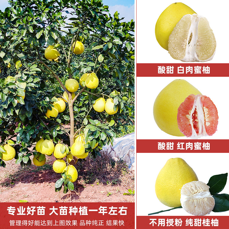广西沙田柚子树苗木嫁接三红心蜜柚庭院绿化南北方种植盆地栽果苗,淘宝优惠券,粉丝福利购,淘宝优惠卷