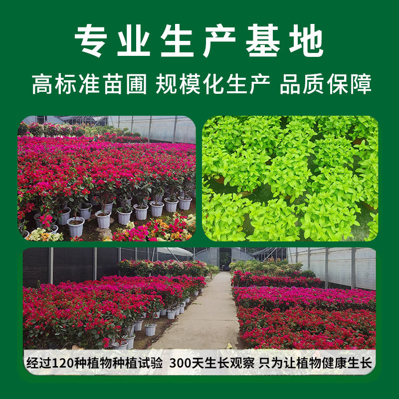 广西沙田柚子树苗木嫁接三红心蜜柚庭院绿化南北方种植盆地栽果苗,淘宝优惠券,粉丝福利购,淘宝优惠卷