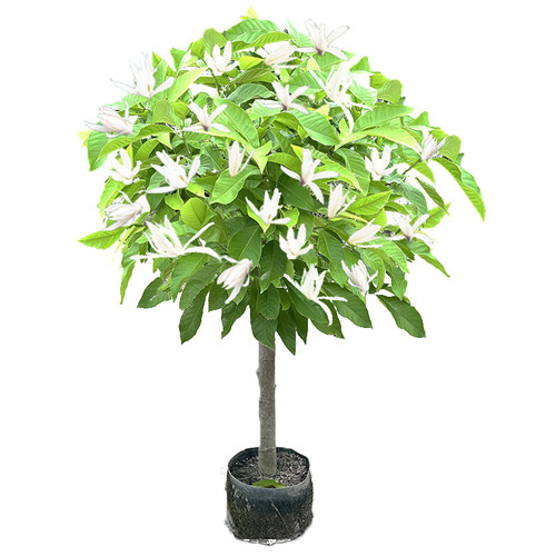 玉兰花树苗黄角兰带花苞阳台庭院白兰花盆栽耐热绿植老桩植物花卉 - 图3