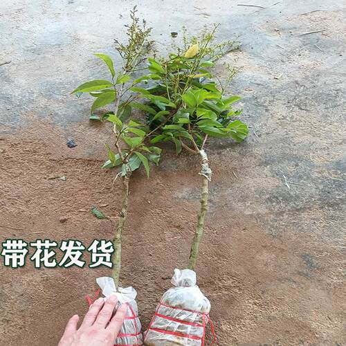 荔枝树苗带花荔枝苗冰荔桂味无核荔枝嫁接苗带土叶南方种植水果苗 - 图0