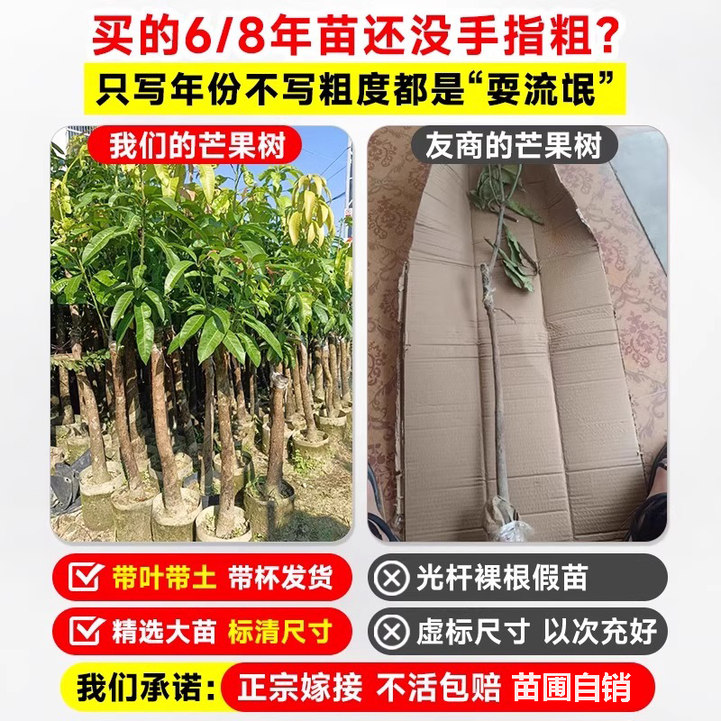 芒果树果苗带果金煌芒四季芒特大嫁接树苗庭院盆栽地栽南北方种植 - 图0