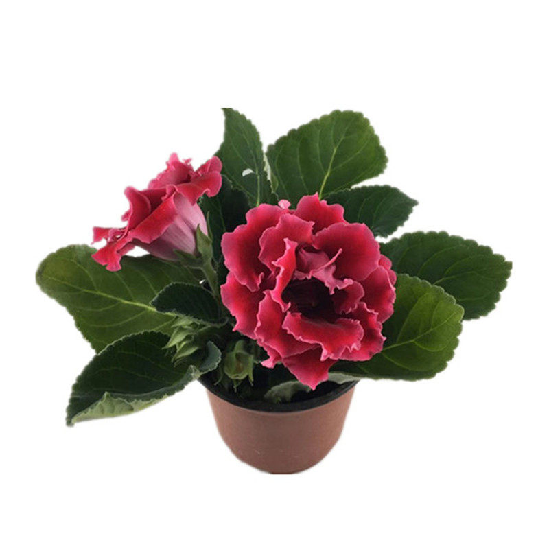 重瓣大岩桐盆栽花苗富贵芙蓉花观花植物带花苞发货四季开花包邮 锦绣肉苑 淘优券