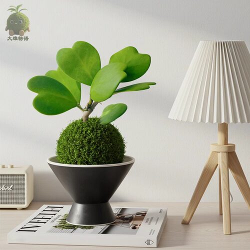 心叶球兰苔藓球ins风办公室桌面盆栽绿植净化空气趣味植物喜湿 - 图0