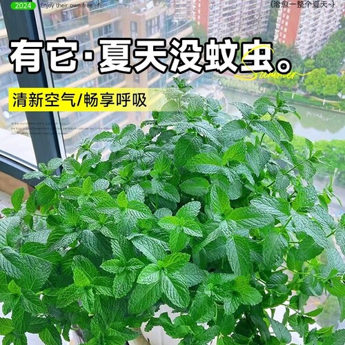 薄荷盆栽水培薄荷叶新鲜可食用迷迭香驱蚊植物室内绿植花卉柠檬草 - 图0