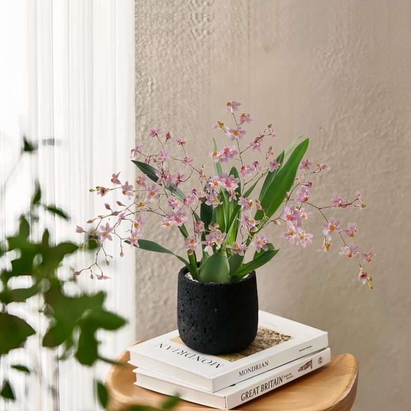 梦香兰文心兰花卉盆栽开花香味绿植桌面盆栽植物办公室新手好养,淘宝优惠券,粉丝福利购,淘宝优惠卷