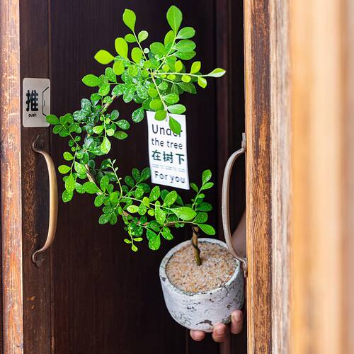 造型九里香盆栽办公室内桌面绿植茶几摆件开花情绪植物花卉 - 图0