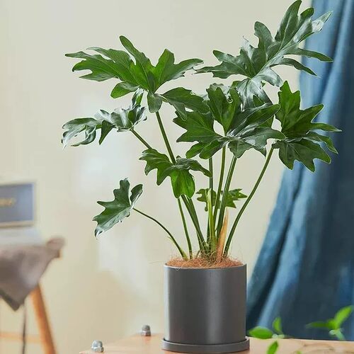 水培植物春羽盆栽绿植室内好养小天使水培龟背竹四季常绿春雨盆栽 - 图2