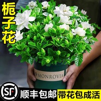 Gardenia flower potted plant with flower bud indoor floral hydroponic plant good season good raising jasmine Jiuli fragrant tea flower butterfly orchid