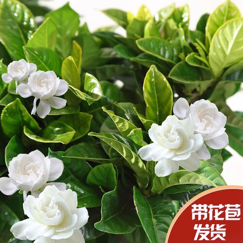 栀子花盆栽带花苞室内花卉水培植物好养茉莉九里香蝴蝶兰 - 图0
