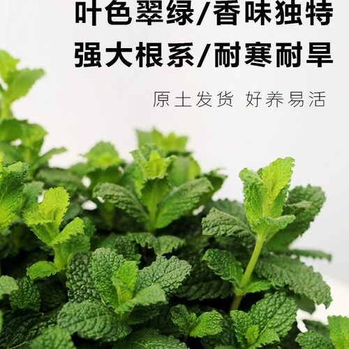 薄荷盆栽水培薄荷叶新鲜可食用迷迭香驱蚊植物室内绿植花卉柠檬草 - 图2