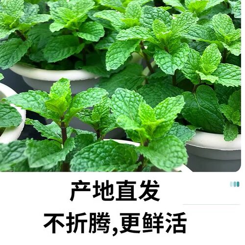 薄荷盆栽水培薄荷叶新鲜可食用迷迭香驱蚊植物室内绿植花卉柠檬草 - 图3