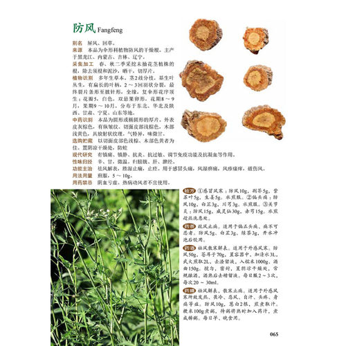 图解中草药大全 中医入门中草药大全书籍药材植物彩图中药大全 中医养生保健大全中草药识别百科全书 本草纲目中草药识别参考书籍 - 图2