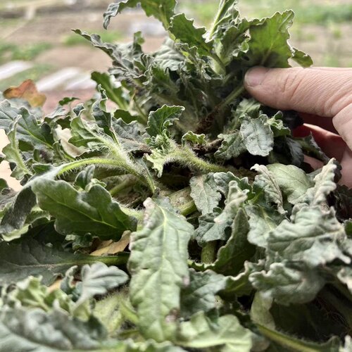 白毛夏枯草新鲜筋骨草苦草金疮小草破退散血草苗干白头翁散降血汤 - 图2