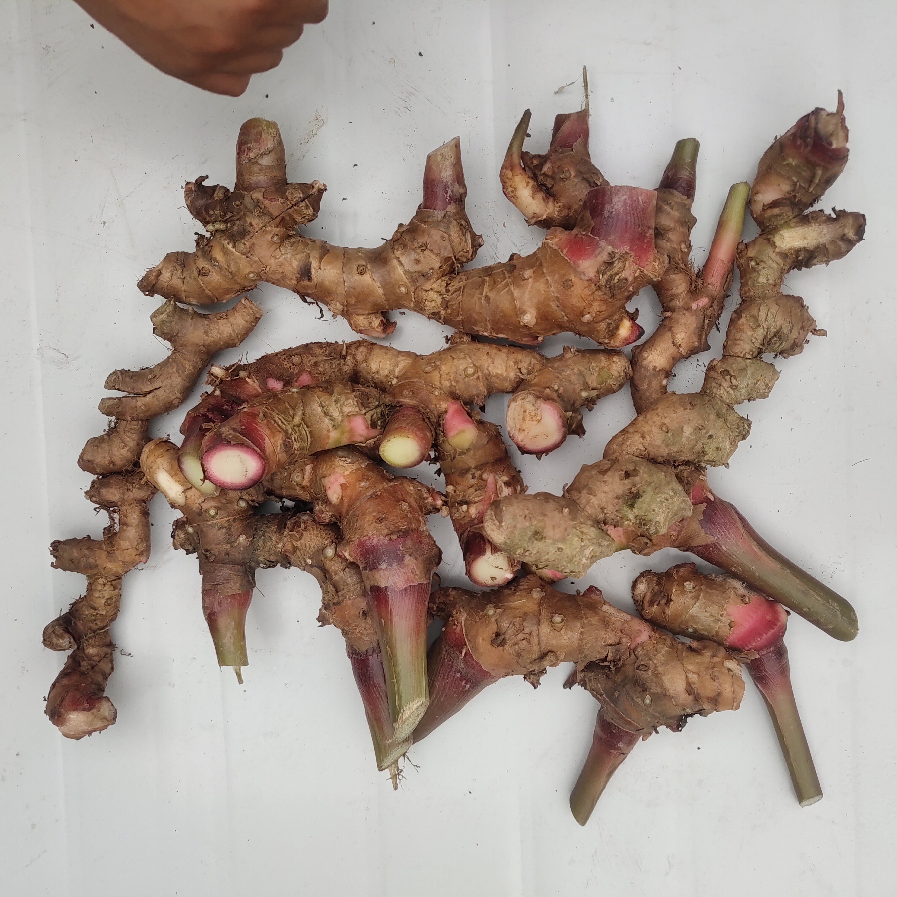 四川产夜寒苏新鲜野姜现挖大姜砂仁根头窜姜路边姜煲汤好食材黄姜,淘宝优惠券,粉丝福利购,淘宝优惠卷