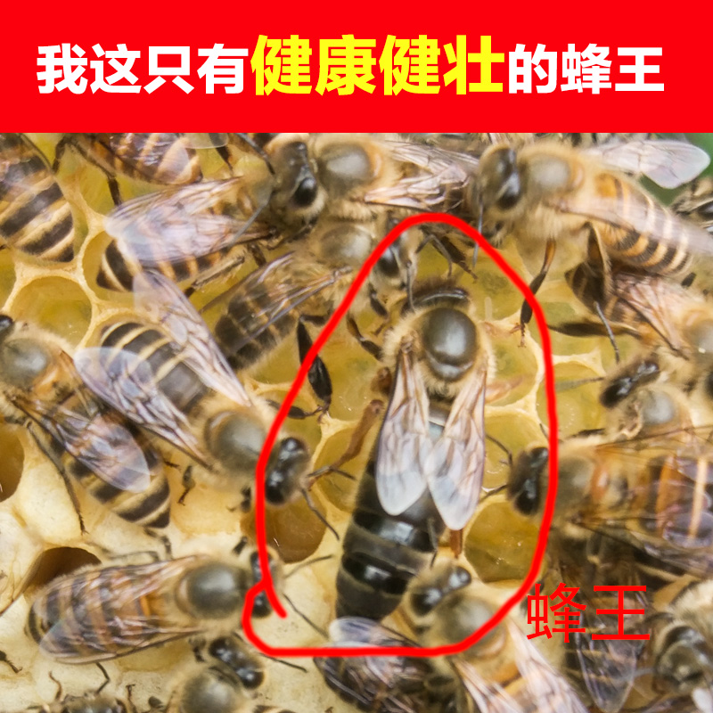 中蜂王种王蜜蜂产卵王活体强群王阿坝纯种土蜂王交尾包活新开产王-图3