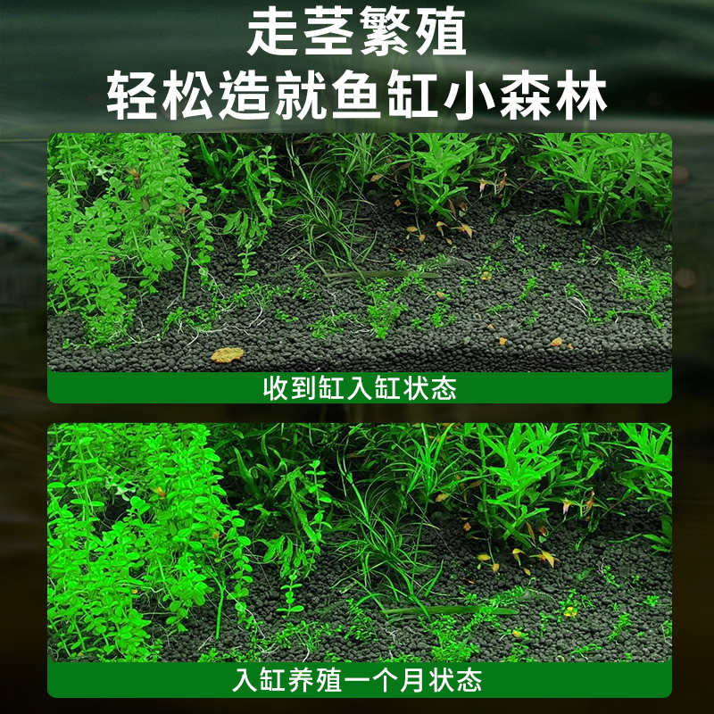 水兰水草植物鱼缸大小细叶扭兰古法养鱼阴性水草草缸水培植物造景 - 图3