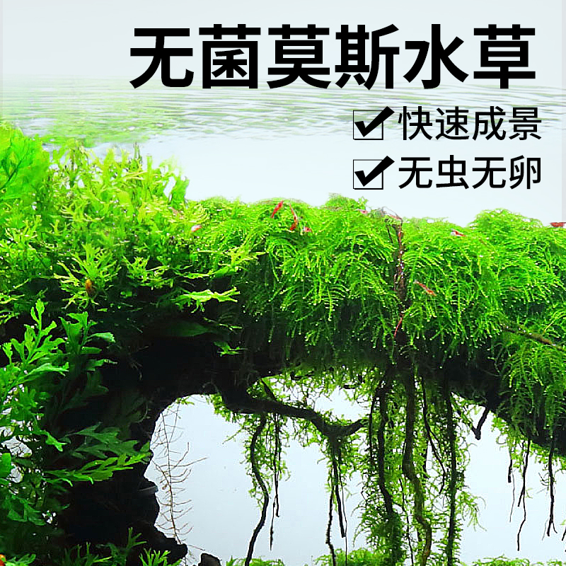 疯狂水草无菌莫斯水草鱼缸造景水草植物真草莫斯树草缸冒泡水草