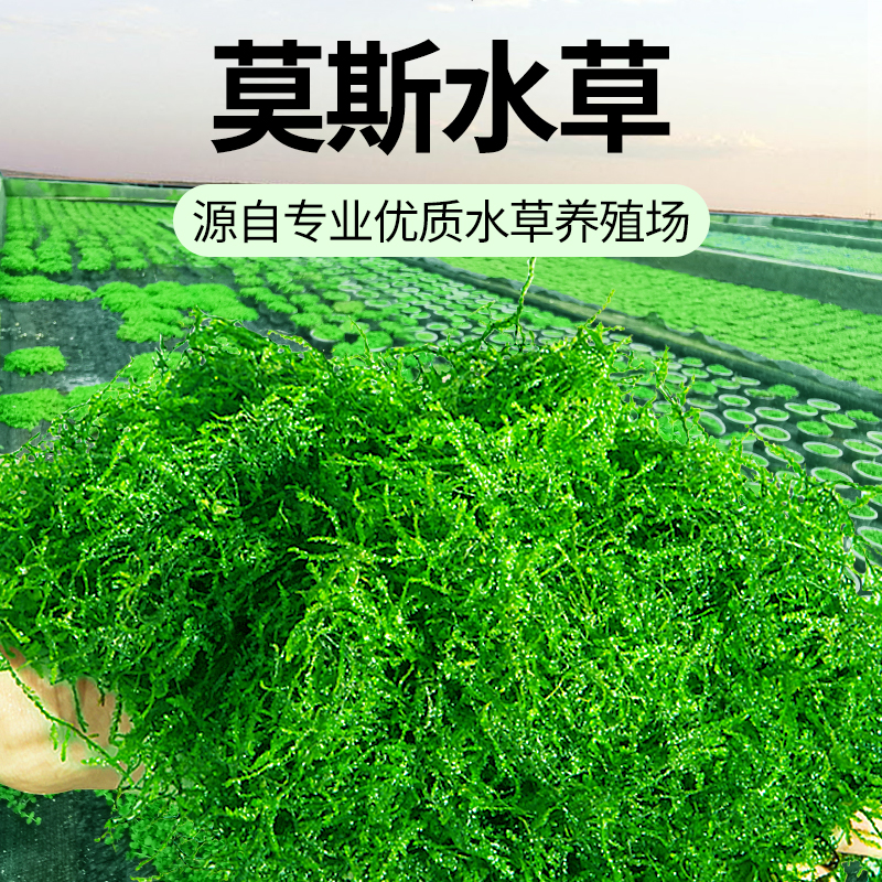 疯狂水草无菌莫斯水草鱼缸造景水草植物真草莫斯树草缸冒泡水草