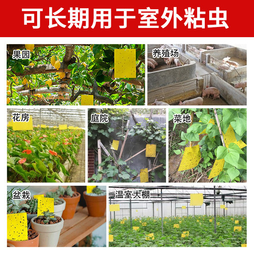 双面粘虫板黄色诱虫花卉小黑飞虫黏贴覆纸农用大棚蓟马果蝇诱捕器 - 图2