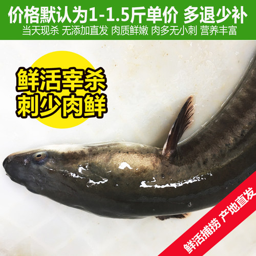 淡水鱼河鳗鱼新鲜活鳗鱼活体生态河鳗现杀白鳝白鳗约1.5斤/条整条 - 图1