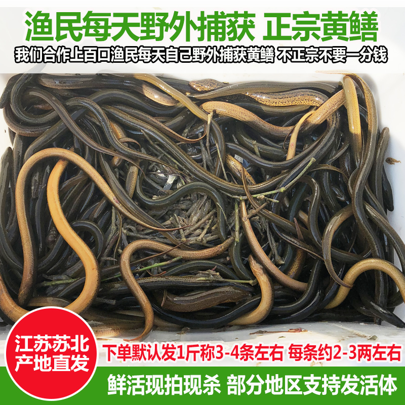 【正宗土黄鳝】野外捕获鲜活体鳝鱼长鱼食用部分城市可发活体500g - 图0