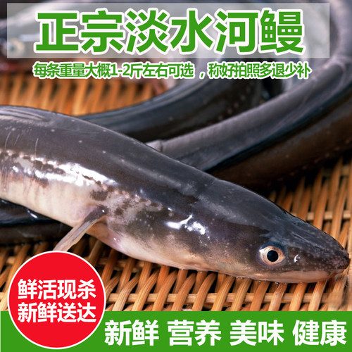 淡水鱼河鳗鱼新鲜活鳗鱼活体生态河鳗现杀白鳝白鳗约1.5斤/条整条 - 图0