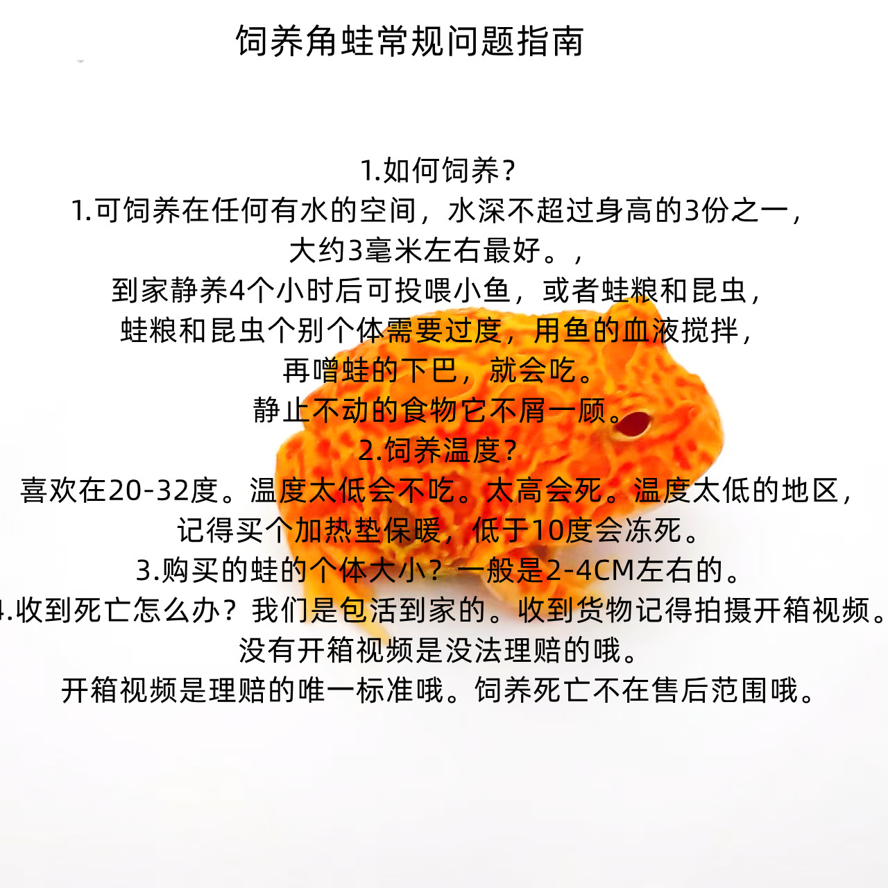 南美角蛙新手饲养全套合集宠物蛙观赏蛙姥爷树蛙小丑蛙霸王角蛙-图2