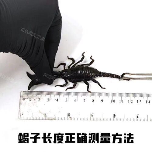 亚洲宠物蝎子雨林蝎大黑蝎子温顺宠物蝎公母繁殖组包活爬宠异宠 - 图3