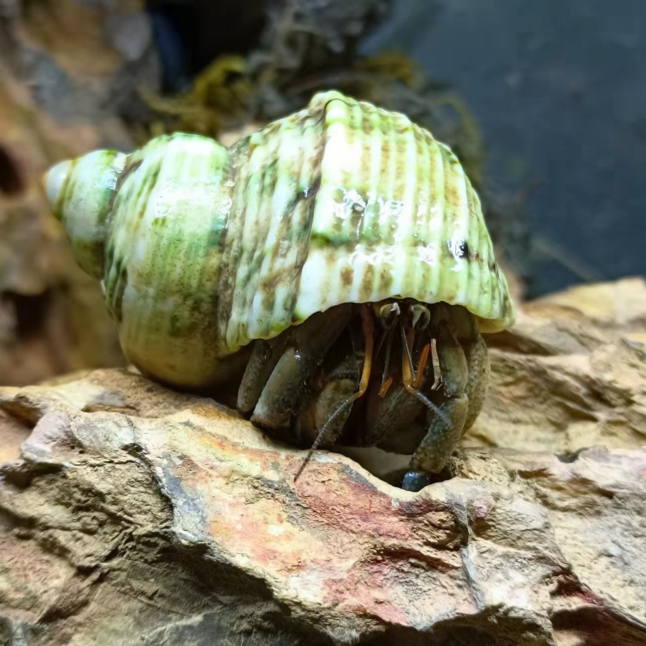 灰白寄居蟹陆生宠物观赏蟹清洁蟹草莓短腕里拉深紫淡水螃蟹活体 - 图3