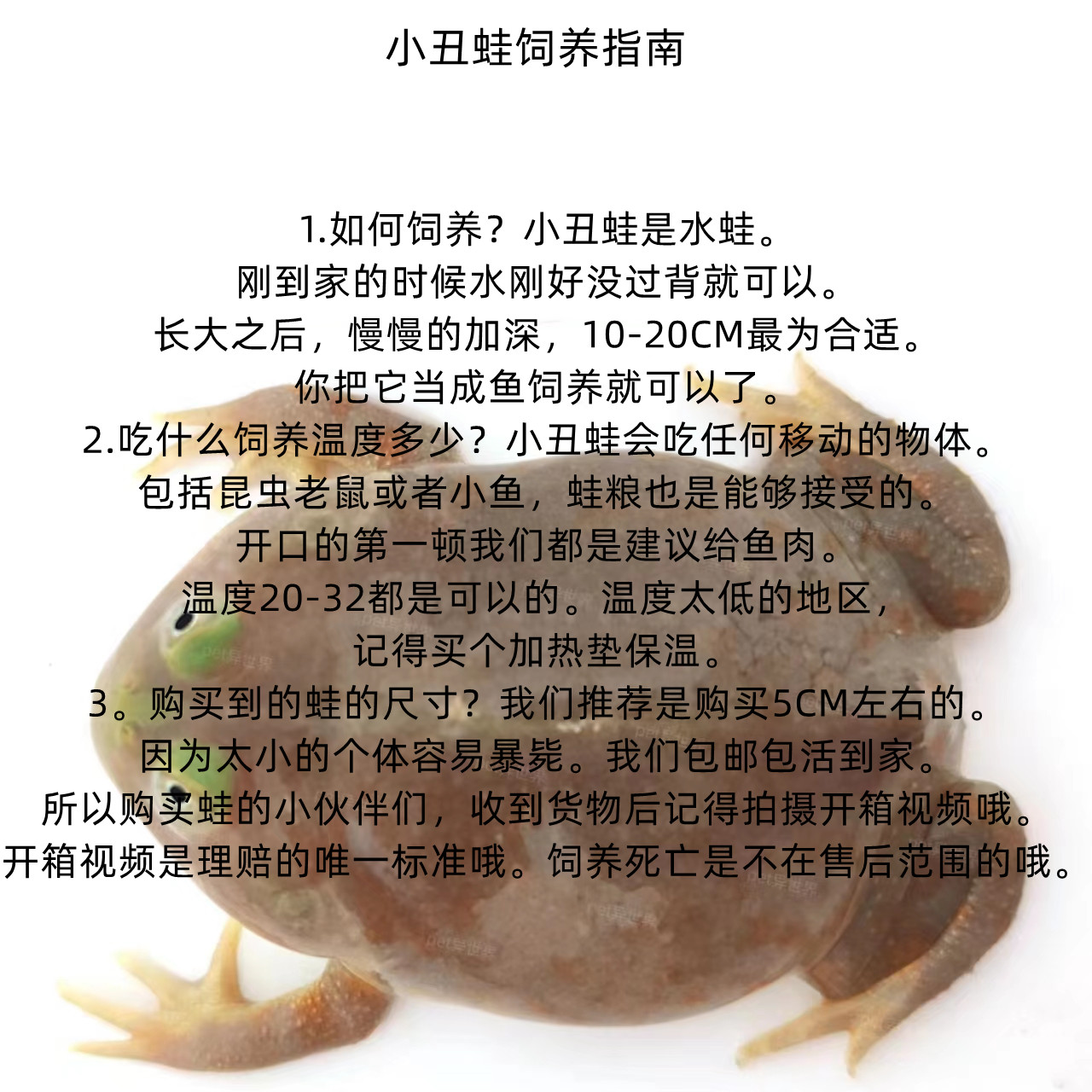 小丑蛙猫眼珍珠蛙树蛙水蛙角蛙萌蛙黄金角蛙宠物蛙水栖蛙网红蛙 - 图3