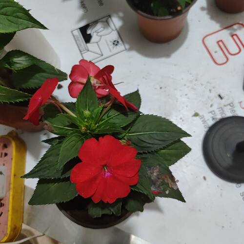 凤仙花盆栽苗带花苞指甲花多季开花不断植物易养植物阳台庭院花卉 - 图2